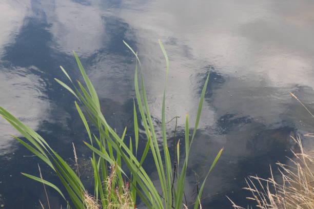 istock Weeds and reeds reflected in water on riverbank 1036148912