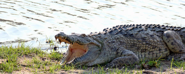 istock Close-up textures: close-up of a Nile Crocodile 1036151738