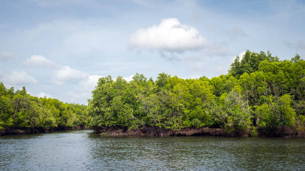 istock Mangrove forest of Koh Lanta 1036155134