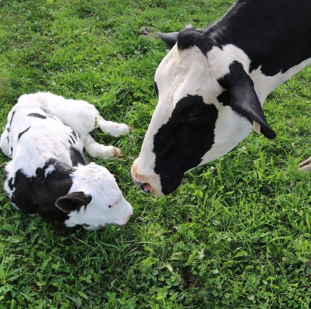 istock Mother Holstein Cow checking on newborn calf 1036155712