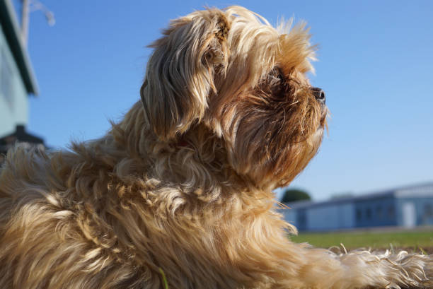 istock Yorkshire terrier lying next to the building wall looking thoughtfully into the distance. 1036156042