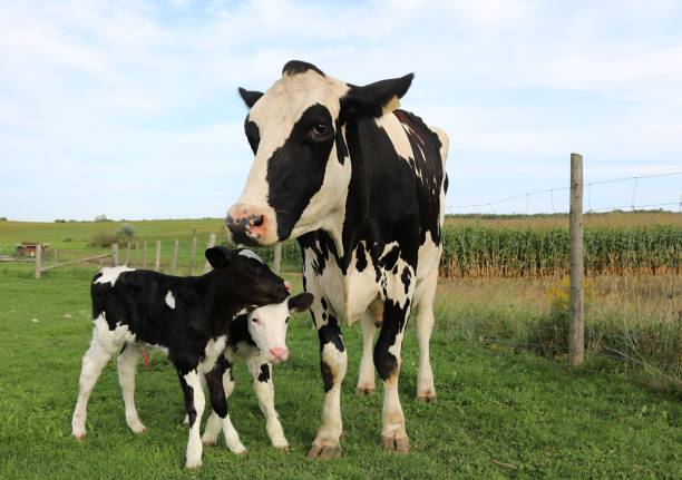 istock Holstein cow with newborn twin calves 1036156084
