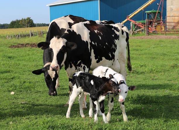 istock Holstein cow with newborn twin calves 1036157108