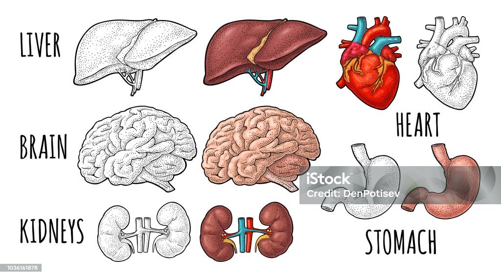 Human anatomy organs. Brain, kidney, heart, liver, stomach. Vector engraving Human anatomy organs. Brain, kidney, heart, liver, stomach. Vector color and monochrome vintage engraving illustration isolated on a white background. Hand drawn design element for label, poster Heart - Internal Organ stock vector