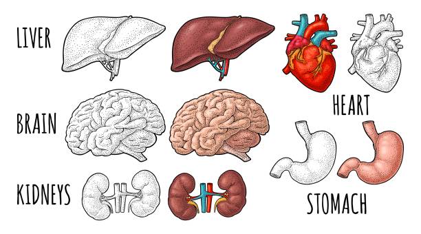 Human anatomy organs. Brain, kidney, heart, liver, stomach. Vector engraving Human anatomy organs. Brain, kidney, heart, liver, stomach. Vector color and monochrome vintage engraving illustration isolated on a white background. Hand drawn design element for label, poster human internal organ illustrations stock illustrations