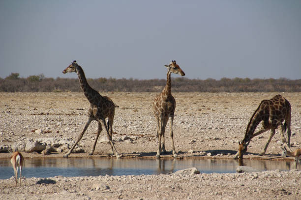 istock Water hole in the steppe of Namibia 1036162570