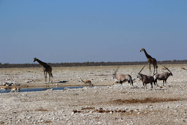istock Water hole in the steppe of Namibia 1036162620