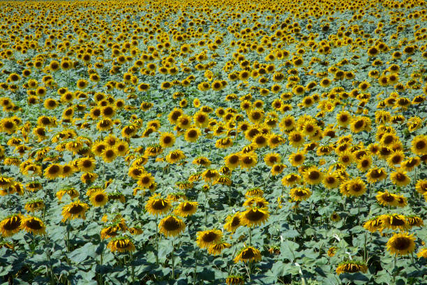 istock Sunflower field in Tuscany, Italy 1036162668