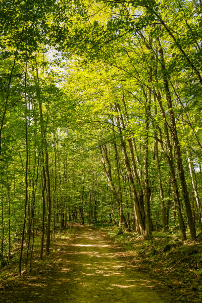 istock Trail surrounded by tall trees in the middle of the forest 1036165654