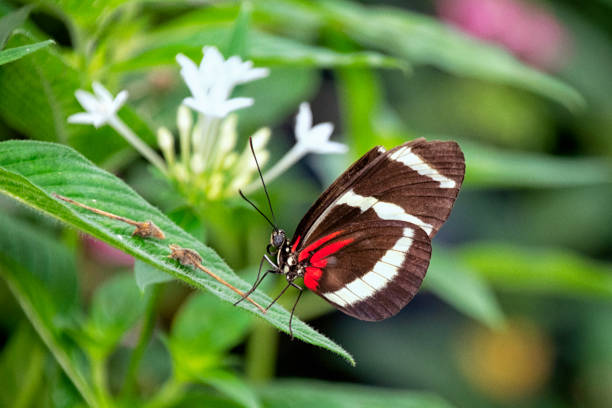 istock Colorful butterfly on plant 1036168556