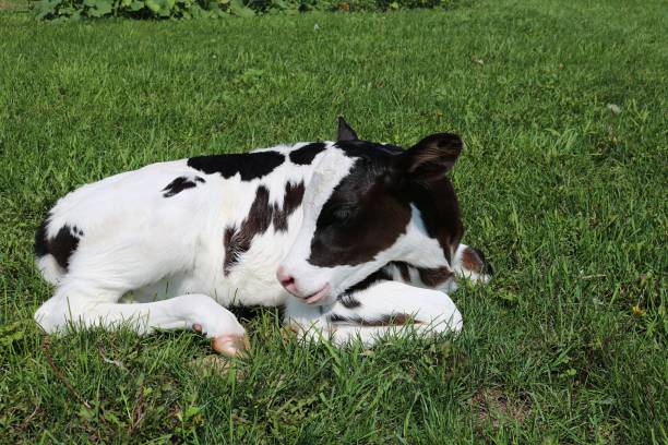 istock Newborn Holstein calf laying in grass with head resting on body 1036168630