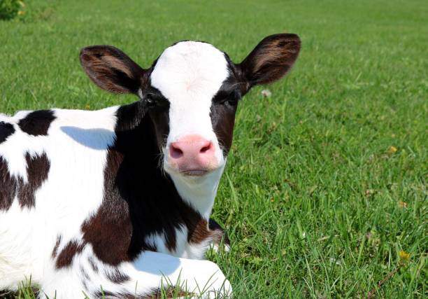 istock Newborn Holstein calf looking at the camera 1036168746