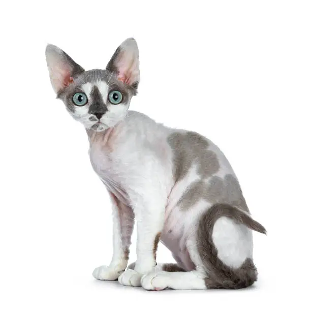 Adorable blue tonkanese point with white Devon Rex cat with gorgeous pastel green eyes