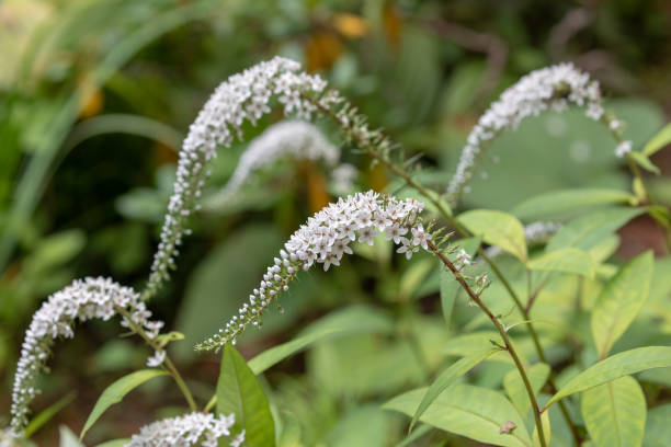Lysimachia clethroides, gooseneck loosestrife