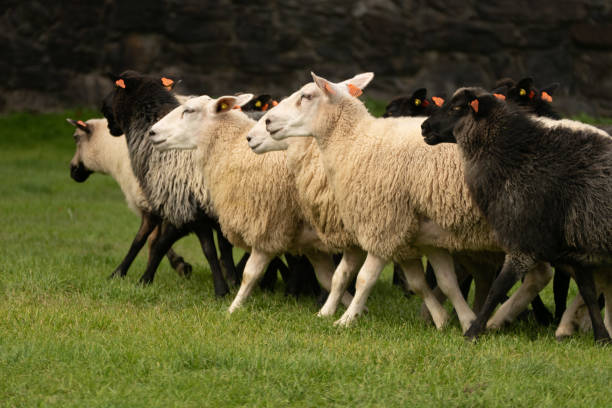 istock Sheep being herded in demonstration Oslo,Norawy 1036177710
