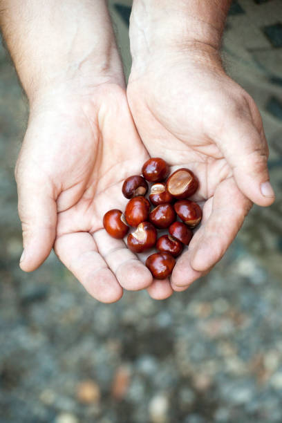 istock chestnut man hands autumn 1036177966