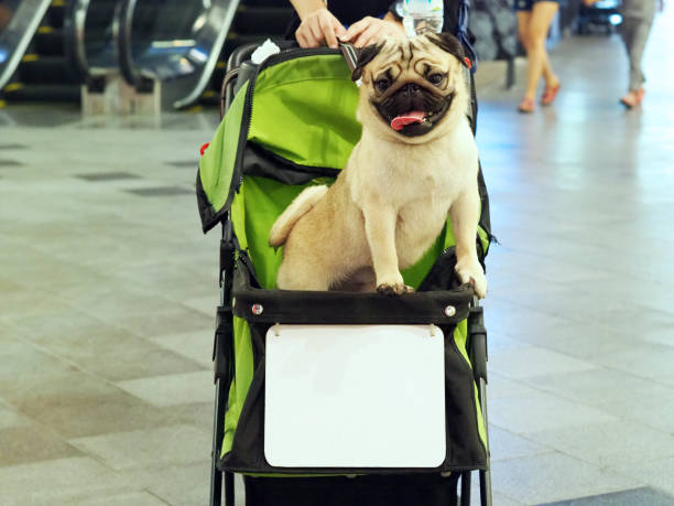 istock Cute pug in dog buggy smile feeling so excited and fun 1036180606