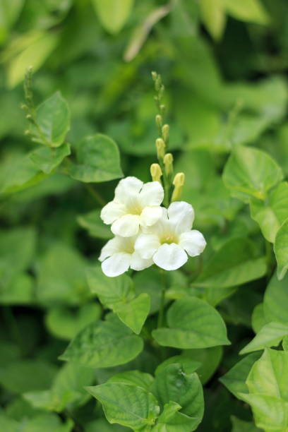 istock White flowers with green foliage beautiful backdrop. 1036185372