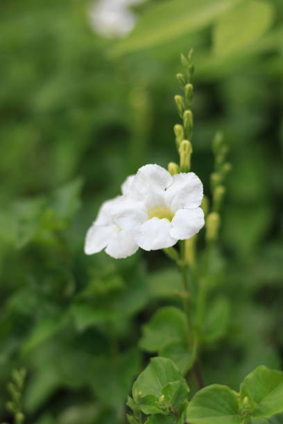 istock White flowers with green foliage beautiful backdrop. 1036185378