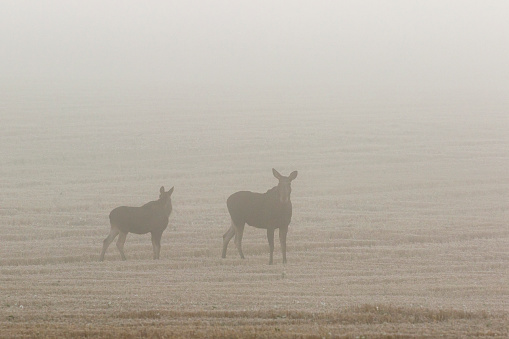 Moose cow with calf on a stubble field in fog