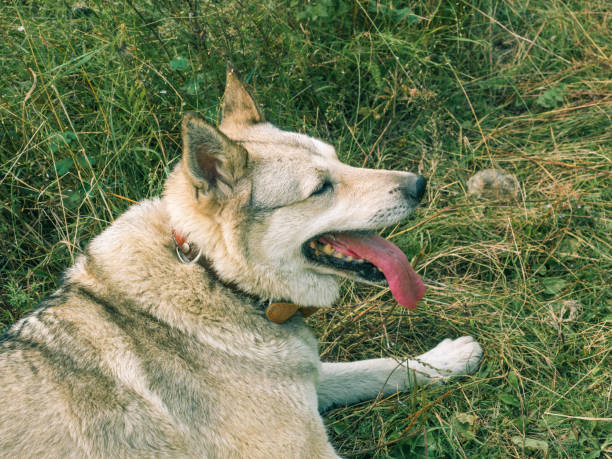 istock Grey siberian husky dog in green grass 1036190106