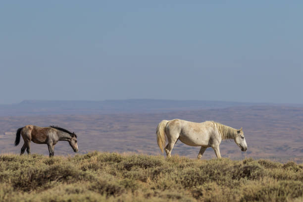 istock Wild Horses in Colorado 1036190522