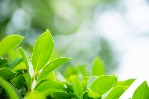 istock Closeup nature view of green leaf 1036194162