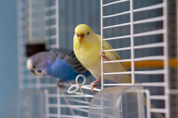 istock Two parrot sits at the exit of the cage. Birds 1036209060