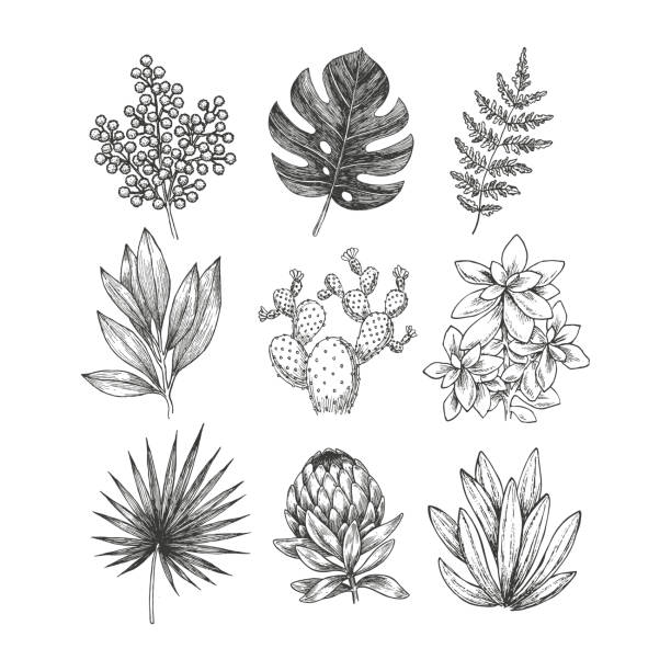 42,096 Cactus Flower Illustrations & Clip Art - iStock | Prickly pear cactus flower, Cactus flower isolated, Cactus flower white background 42,096 Cactus Flower Illustrations & Clip Art - iStock | Prickly pear cactus flower, Cactus flower isolated, Cactus flower white background