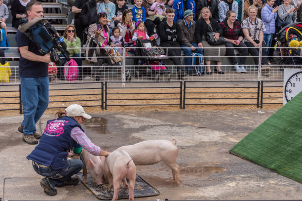 corrida de porco - agricultural fair pig competition carnival - fotografias e filmes do acervo