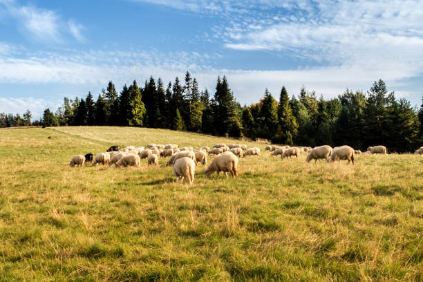 istock Flock of sheep grazing. 1036223730