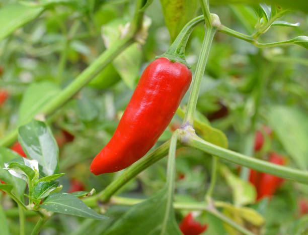istock Chili pepper in the garden 1036223764