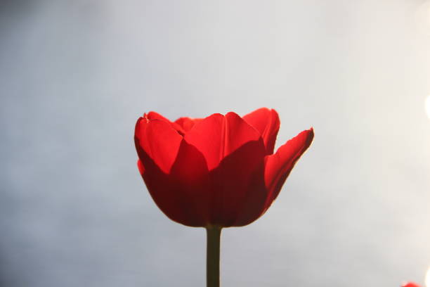 istock Tulip festival 1036224736