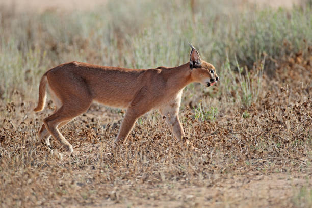 istock Caracal in natural habitat 1036227432