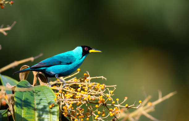 istock Male Green Honeycreeper in Miconia Tree 1036227536