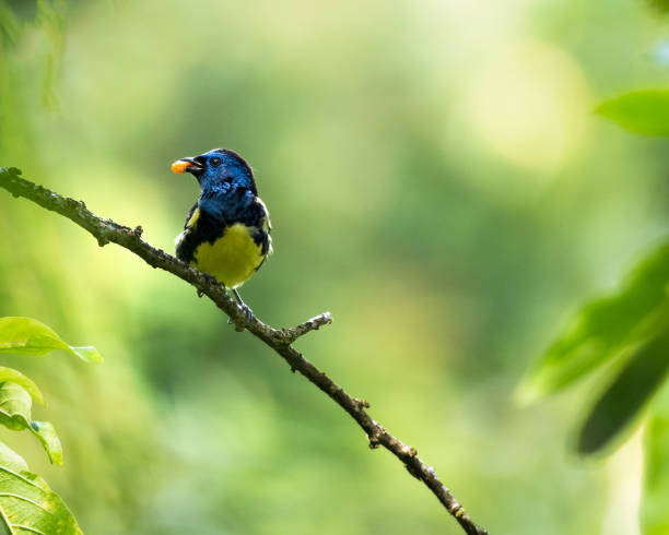 istock Turquoise Tanager with berry in mouth 1036227552