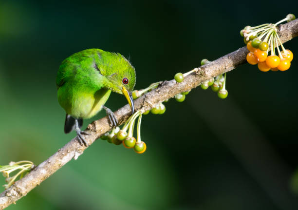 istock Green Honeycreeper on branch with berries 1036227556