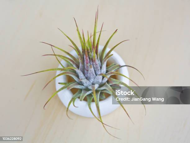 Air Plants Stock Photo - Download Image Now - Air Plant, Home Decor, 2018