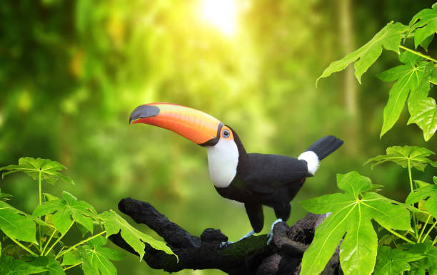 istock Beautiful colorful toucan bird 1036230522