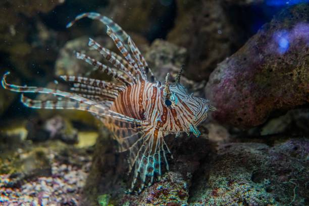 Wonderful Lionfish next to corals. Picture shows a wonderful Lionfish next to corals. pterois antennata lionfish stock pictures, royalty-free photos & images