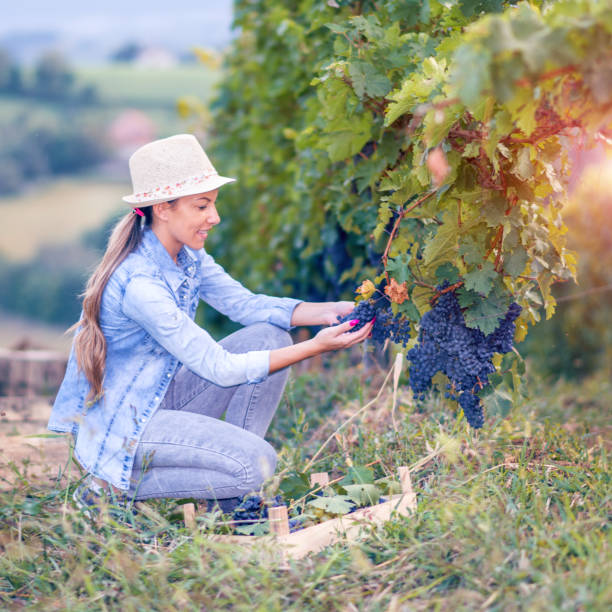 istock Woman harvesting the grapes 1036234890