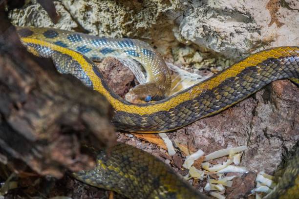 istock Beauty rat snake 1036235096