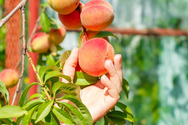 istock Hand rips a ripe peach from a tree 1036235262