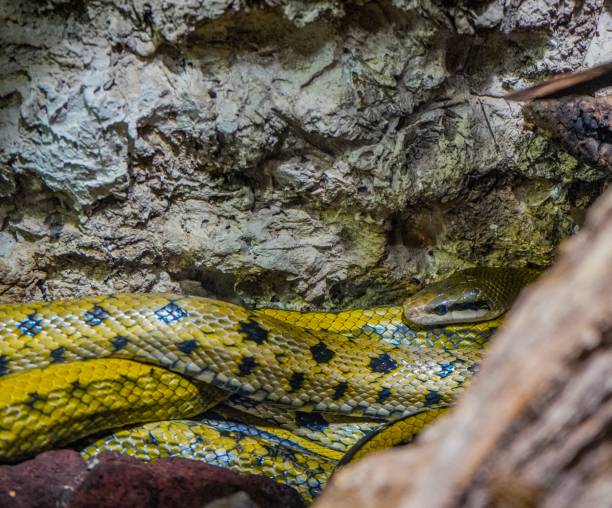 istock Beauty rat snake 1036240384