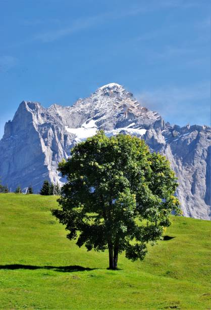 스위스 그린델발트, bernese oberland 위에 bort에 waldspitz에서 화려한 하강 - wetterhorn 뉴스 사진 이미지