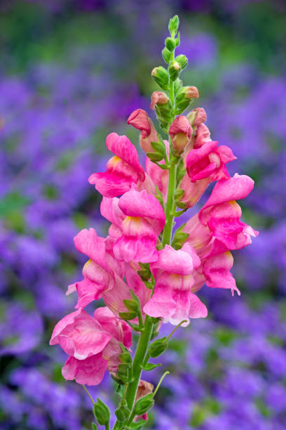 istock Pink dragon flower in the garden 1036243620
