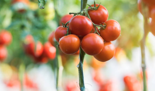 istock Ripe tomatoes in garden ready to harvest 1036243640