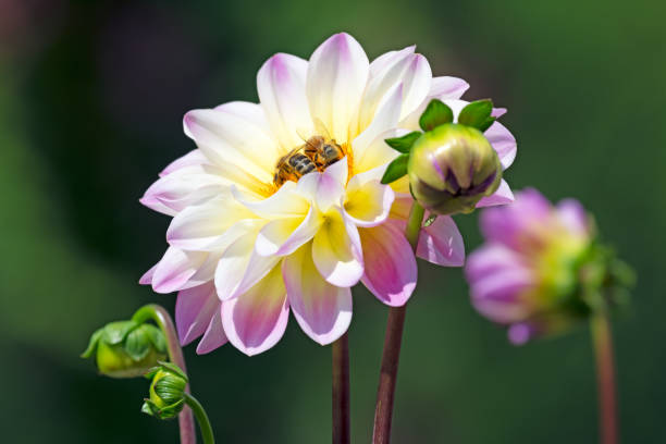 istock Bees at a dahlia flower blossom 1036243682