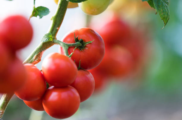istock Ripe tomatoes in garden ready to harvest 1036243706