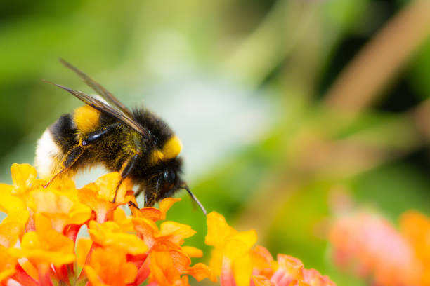 Northern white-tailed bumblebee on a lantana flower stock photo